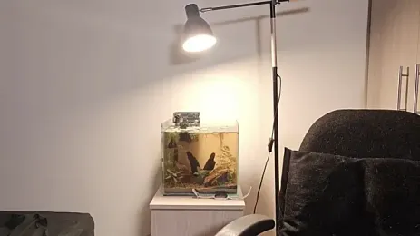ảnh stream của Mia_belmont